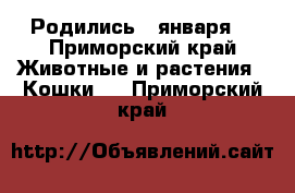 Родились 2 января  - Приморский край Животные и растения » Кошки   . Приморский край